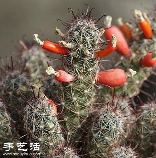 美轮美奂仙人掌花