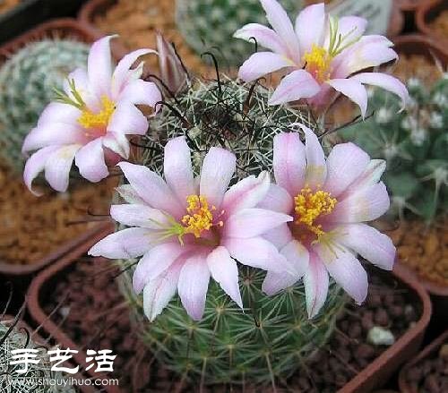 美轮美奂仙人掌花