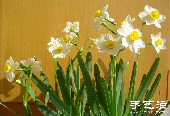 水仙花怎么养 水仙花的养殖方法