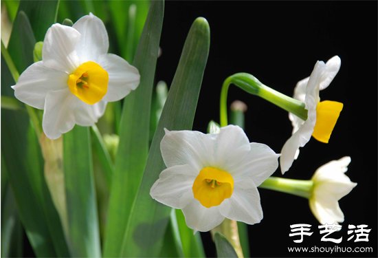 水仙花怎么养 水仙花的养殖方法