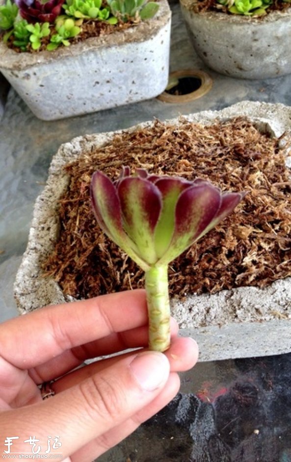 DIY多种多肉植物混搭的盆栽