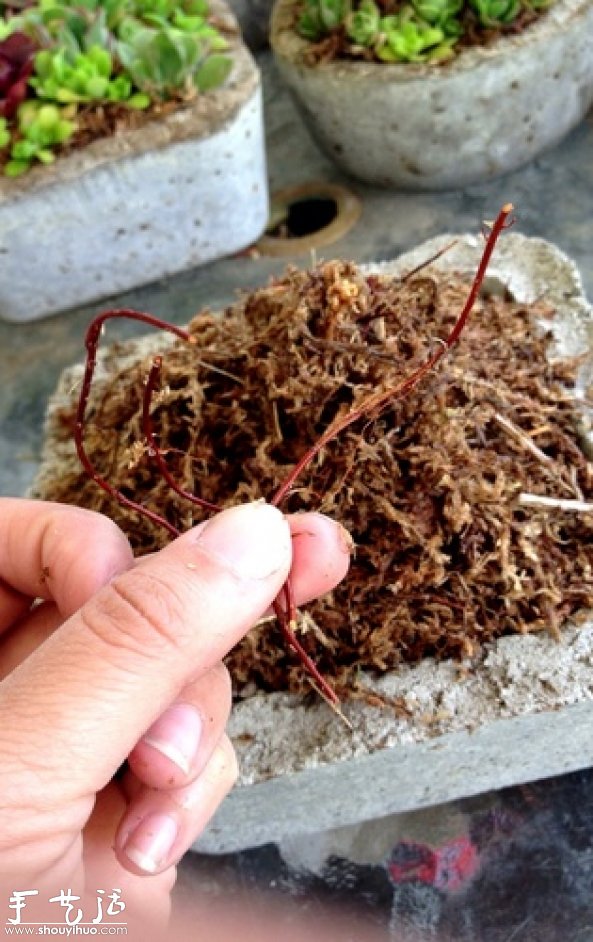 DIY多种多肉植物混搭的盆栽