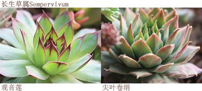 如何DIY多肉拼盘 多肉拼盘基本教程
