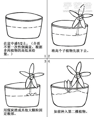 如何DIY多肉拼盘 多肉拼盘基本教程