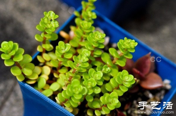 漂亮清新的多肉植物摆盘