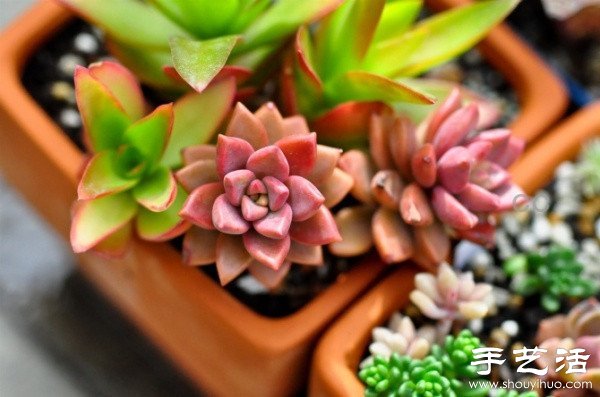 漂亮清新的多肉植物摆盘