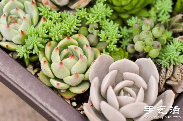 漂亮清新的多肉植物摆盘