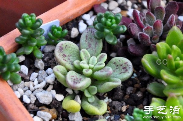 漂亮清新的多肉植物摆盘