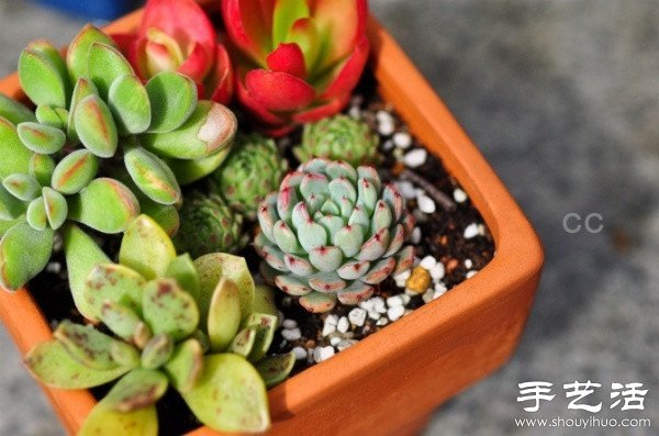 漂亮清新的多肉植物摆盘