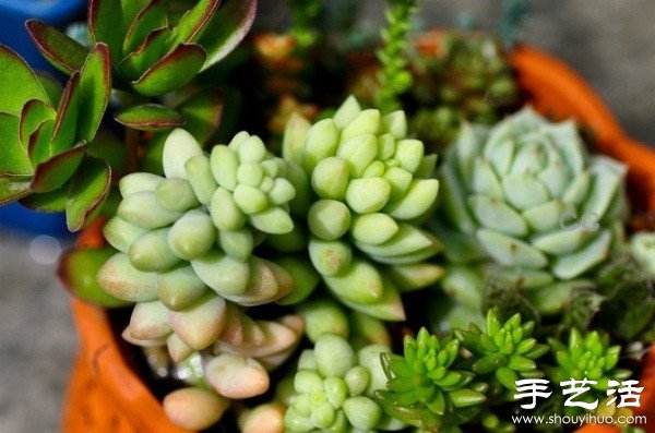 漂亮清新的多肉植物摆盘