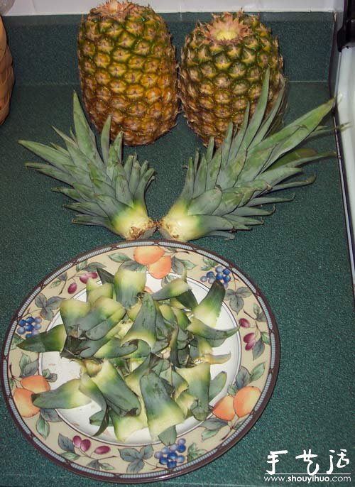 在家种菠萝图解教程