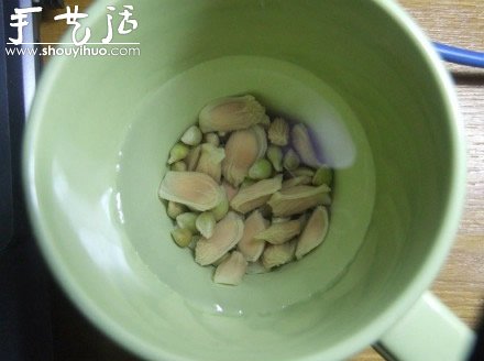 柚子核播种DIY“杯子里的小森林”