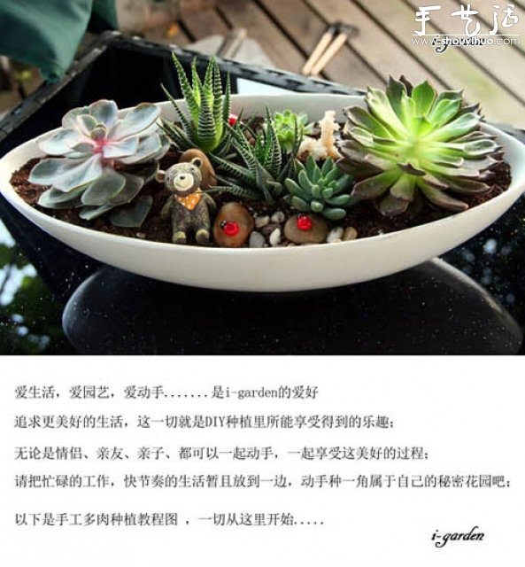 多肉植物手工盆栽DIY