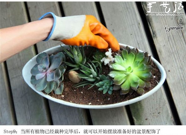 多肉植物手工盆栽DIY