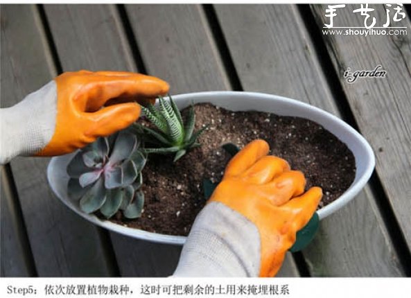 多肉植物手工盆栽DIY