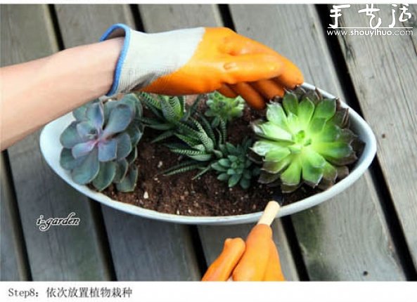 多肉植物手工盆栽DIY