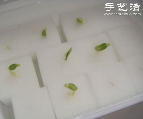 超详细水培种菜教程 家里也可以方便种菜啦！