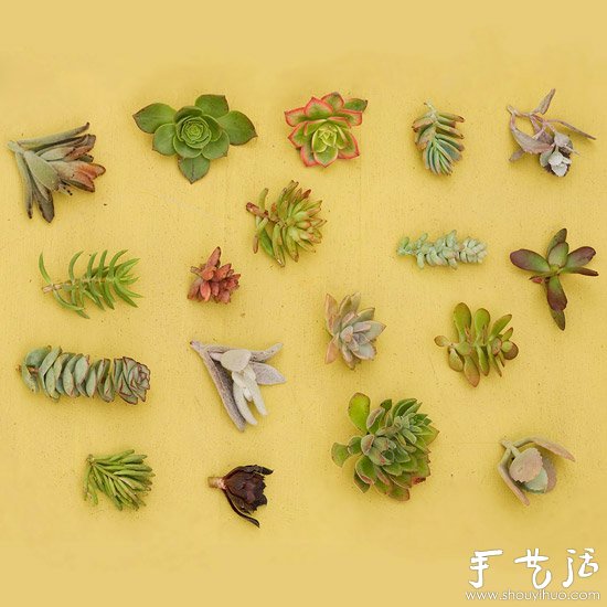 DIY漂亮多肉植物花环 装饰温馨家居生活