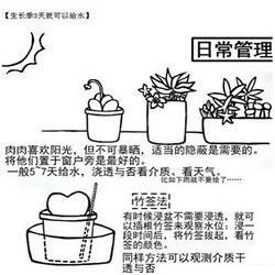 多肉植物怎么样 多肉植物的养殖方法和注意事项