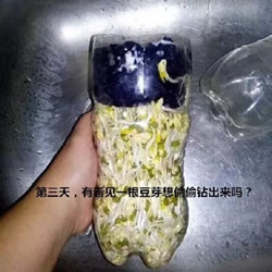 可乐瓶子种豆芽的方法 家庭种豆芽的简单教程