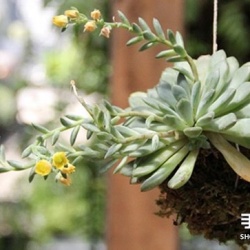 怎么把多肉植物悬挂起来养殖 无需花盆哦！