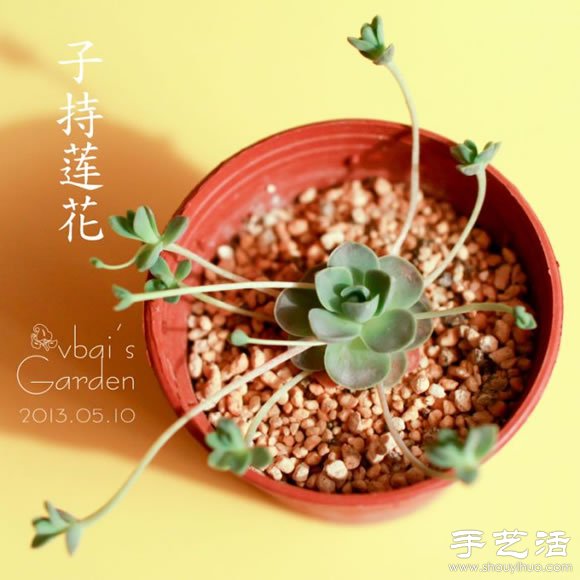 萌萌肉肉的漂亮多肉植物介绍