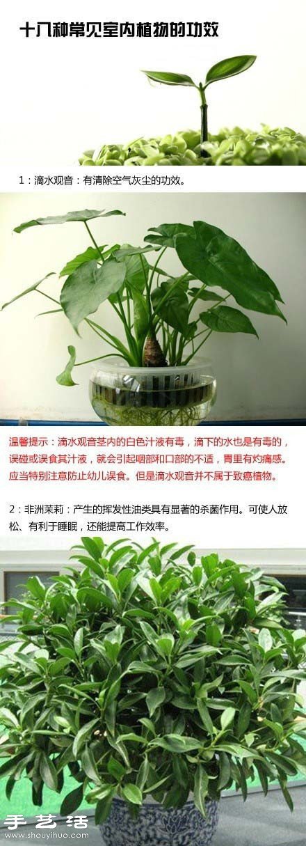 家里种什么植物好 常见室内植物的功效