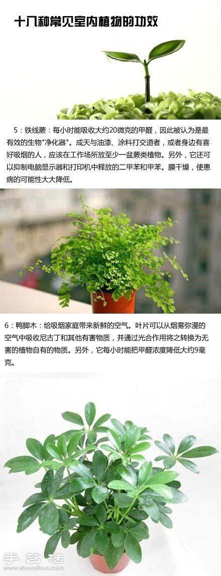 家里种什么植物好 常见室内植物的功效