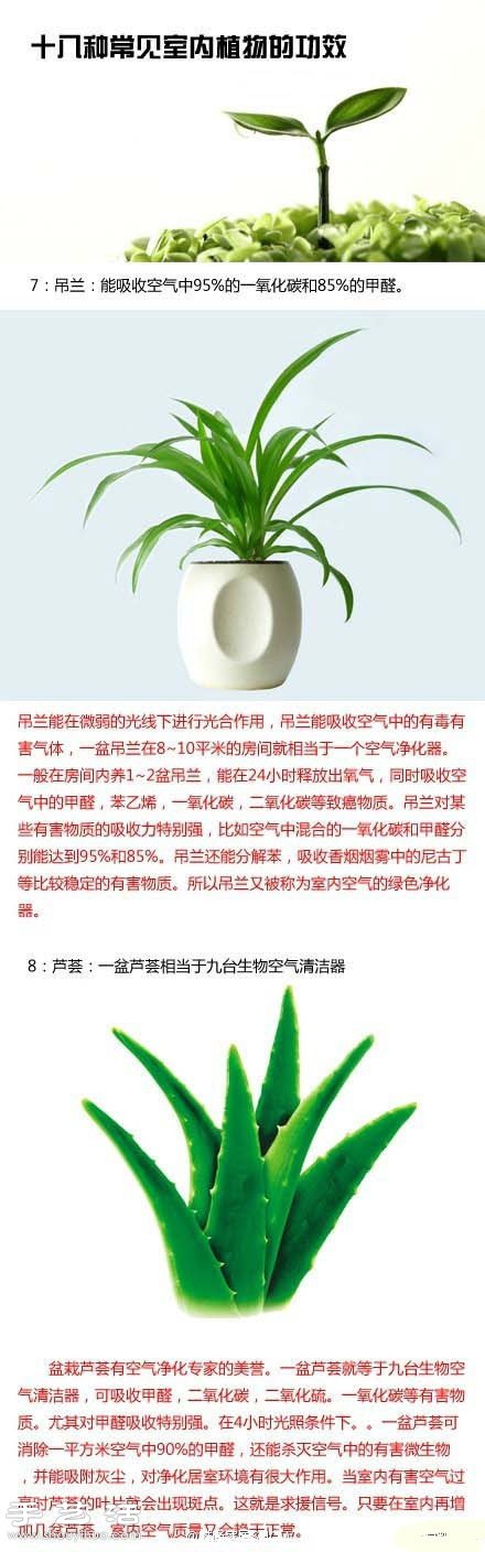 家里种什么植物好 常见室内植物的功效