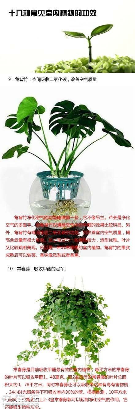 家里种什么植物好 常见室内植物的功效