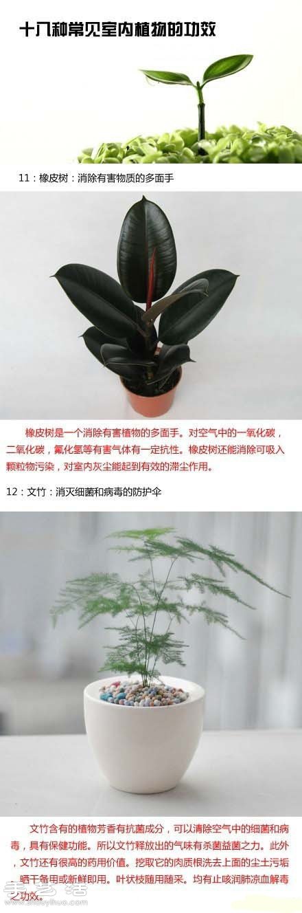 家里种什么植物好 常见室内植物的功效