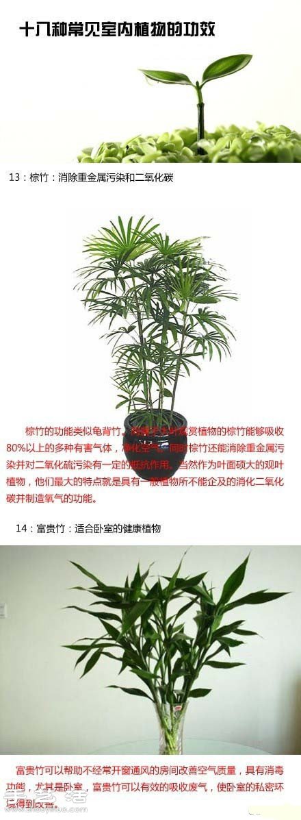 家里种什么植物好 常见室内植物的功效