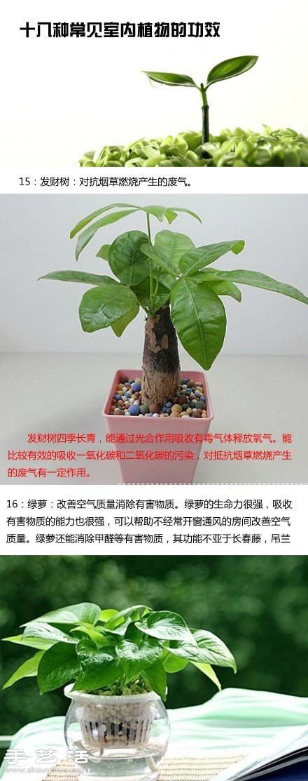 家里种什么植物好 常见室内植物的功效