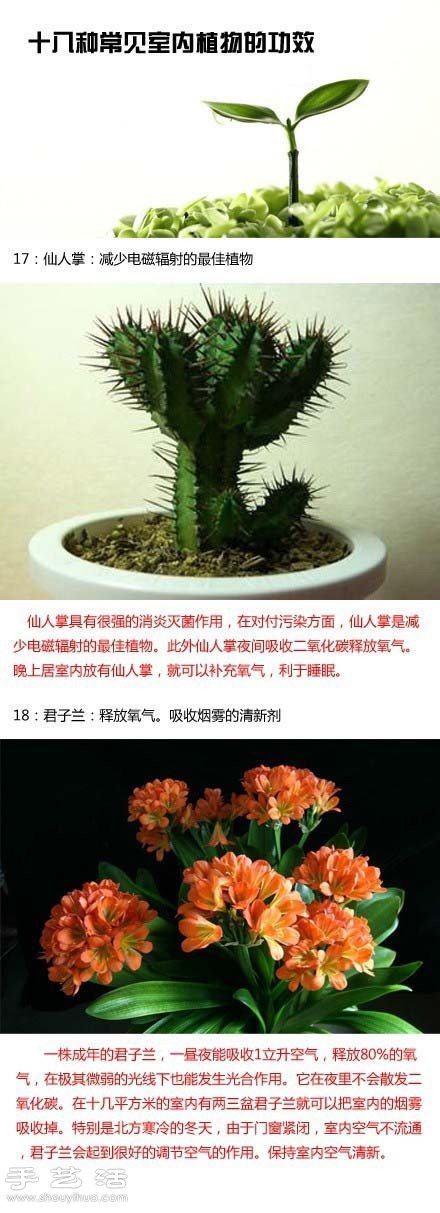 家里种什么植物好 常见室内植物的功效