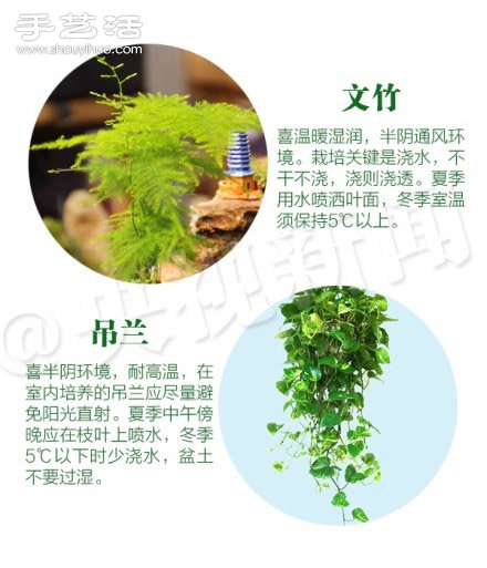 18种家里常种花草植物的正确浇水方法