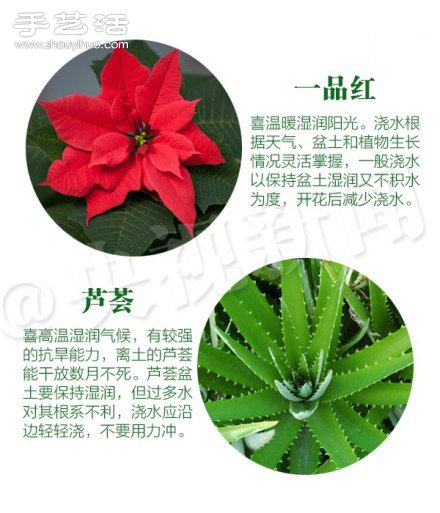 18种家里常种花草植物的正确浇水方法