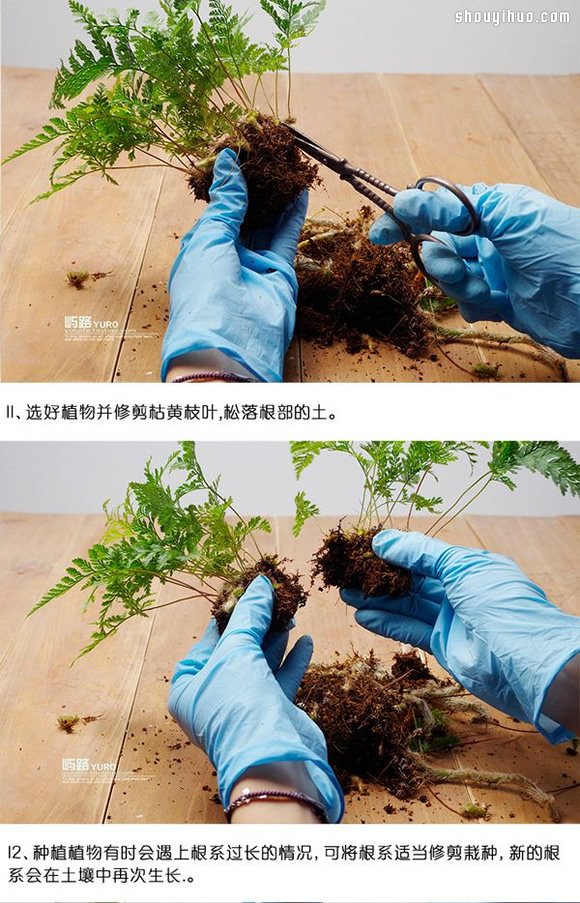 苔藓微景观制作材料及方法详细图解教程