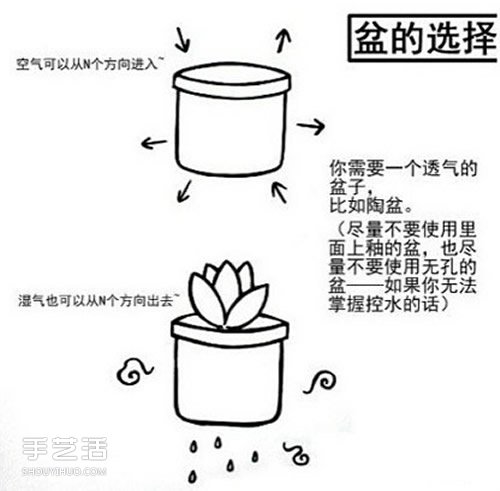 多肉植物怎么样 多肉植物的养殖方法和注意事项