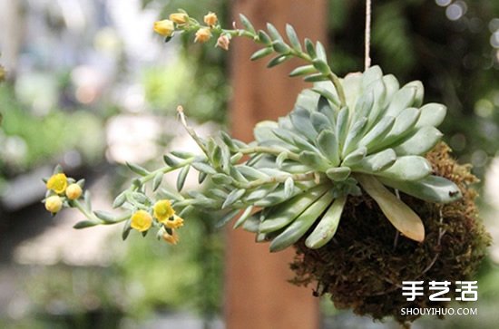 怎么把多肉植物悬挂起来养殖 无需花盆哦！