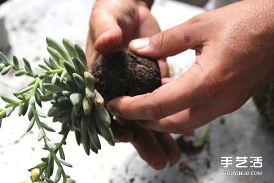 怎么把多肉植物悬挂起来养殖 无需花盆哦！