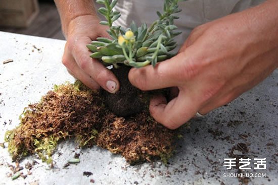 怎么把多肉植物悬挂起来养殖 无需花盆哦！