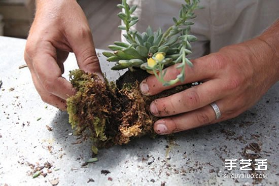 怎么把多肉植物悬挂起来养殖 无需花盆哦！