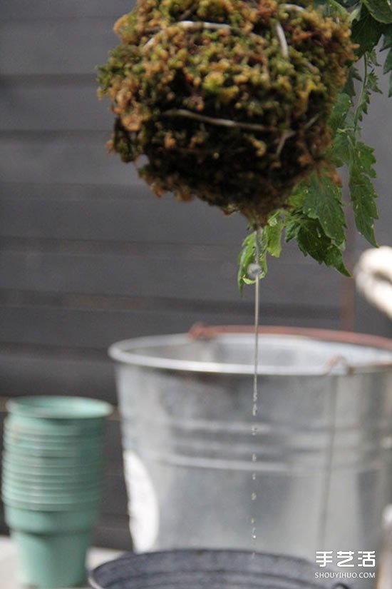 怎么把多肉植物悬挂起来养殖 无需花盆哦！