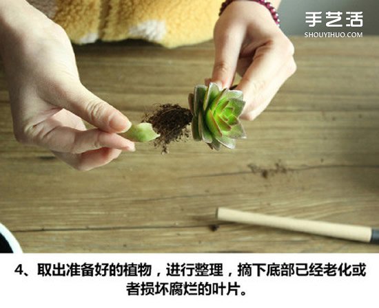 多肉植物种植方法图解 多肉植物拼盘制作教程