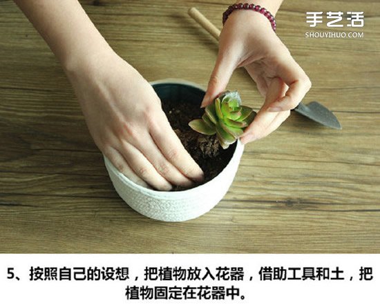 多肉植物种植方法图解 多肉植物拼盘制作教程