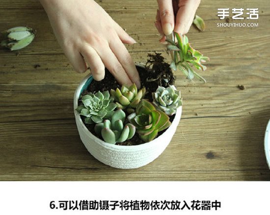 多肉植物种植方法图解 多肉植物拼盘制作教程