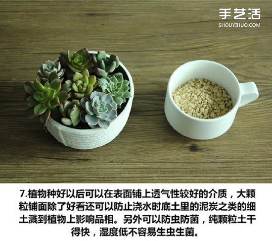 多肉植物种植方法图解 多肉植物拼盘制作教程