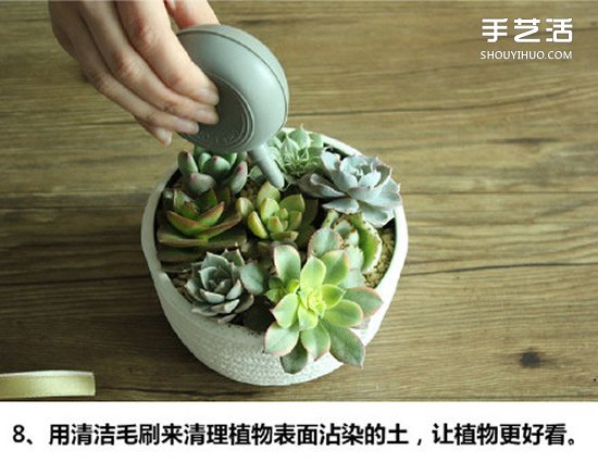 多肉植物种植方法图解 多肉植物拼盘制作教程