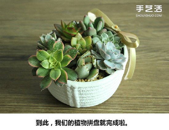 多肉植物种植方法图解 多肉植物拼盘制作教程