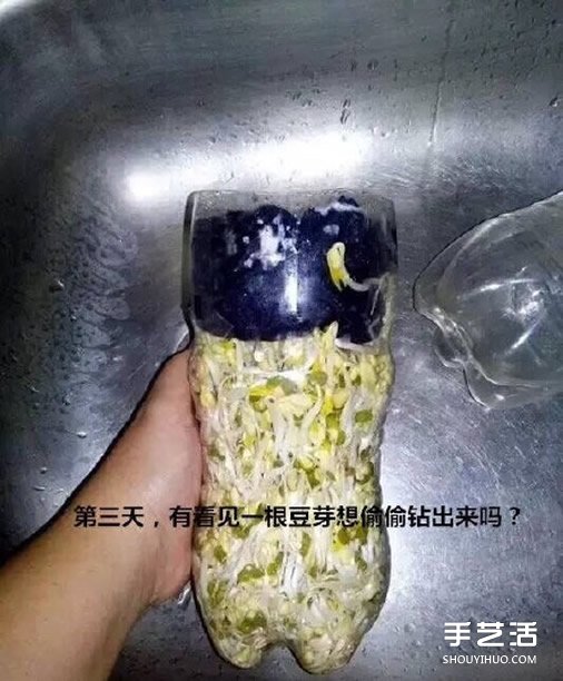 可乐瓶子种豆芽的方法 家庭种豆芽的简单教程